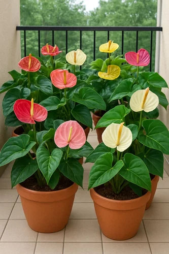 Gemischt Flamingoblume zur Aussaat sonnenliebend Traditionssorte & ohne Gentechnik Samen Hausgarten