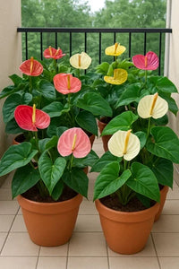 Gemischt Flamingoblume zur Aussaat sonnenliebend Traditionssorte & ohne Gentechnik Samen Hausgarten