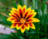 Mittagsgold Sunshine Blumensamen zur Aussaat – Garten beliebt – Traditionssorte & ohne Gentechnik Samen Hausgarten