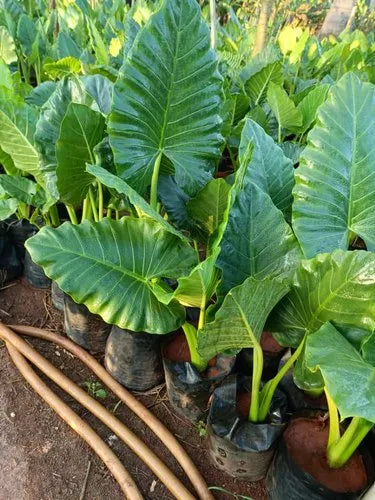 Alocasia Macrorrhiza Blumensamen zur Aussaat Garten beliebt Traditionssorte & ohne Gentechnik Samen Hausgarten