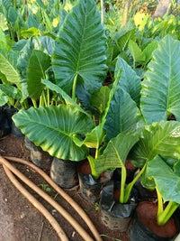 Alocasia Macrorrhiza Blumensamen zur Aussaat Garten beliebt Traditionssorte & ohne Gentechnik Samen Hausgarten