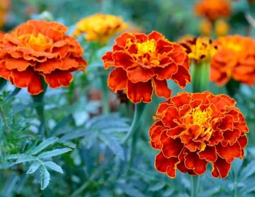 Studentenblume Mischung Blumensamen zur Aussaat – leuchtende einjährige Blüten