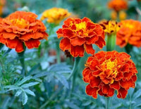 Studentenblume Mischung Blumensamen zur Aussaat – leuchtende einjährige Blüten