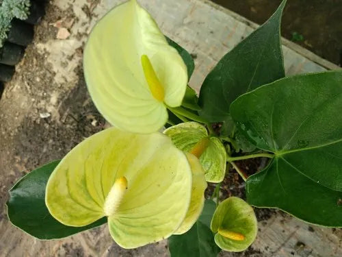 Gelb Flamingoblume Blumensamen – mehrjährige Samen für Innenräume & Outdoor Aussaat