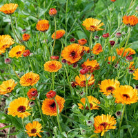 Calendula Blumensamen zur Aussaat farbenfroh Schau Traditionssorte & ohne Gentechnik Samen Hausgarten