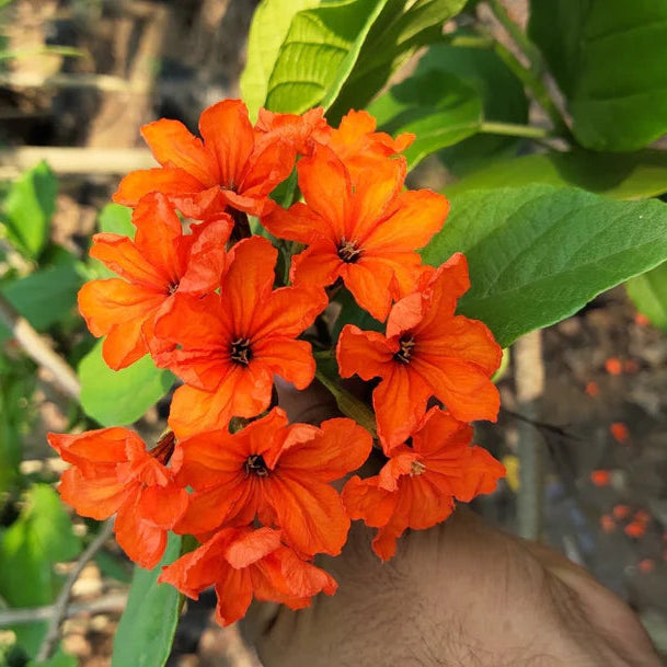 Orange Cordia Sebestena Blumensamen zur Aussaat – lang Blüte Saison – Traditionssorte & ohne Gentechnik Samen Hausgarten