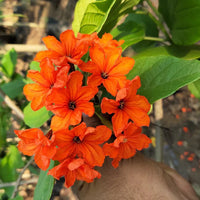 Orange Cordia Sebestena Blumensamen zur Aussaat – lang Blüte Saison – Traditionssorte & ohne Gentechnik Samen Hausgarten