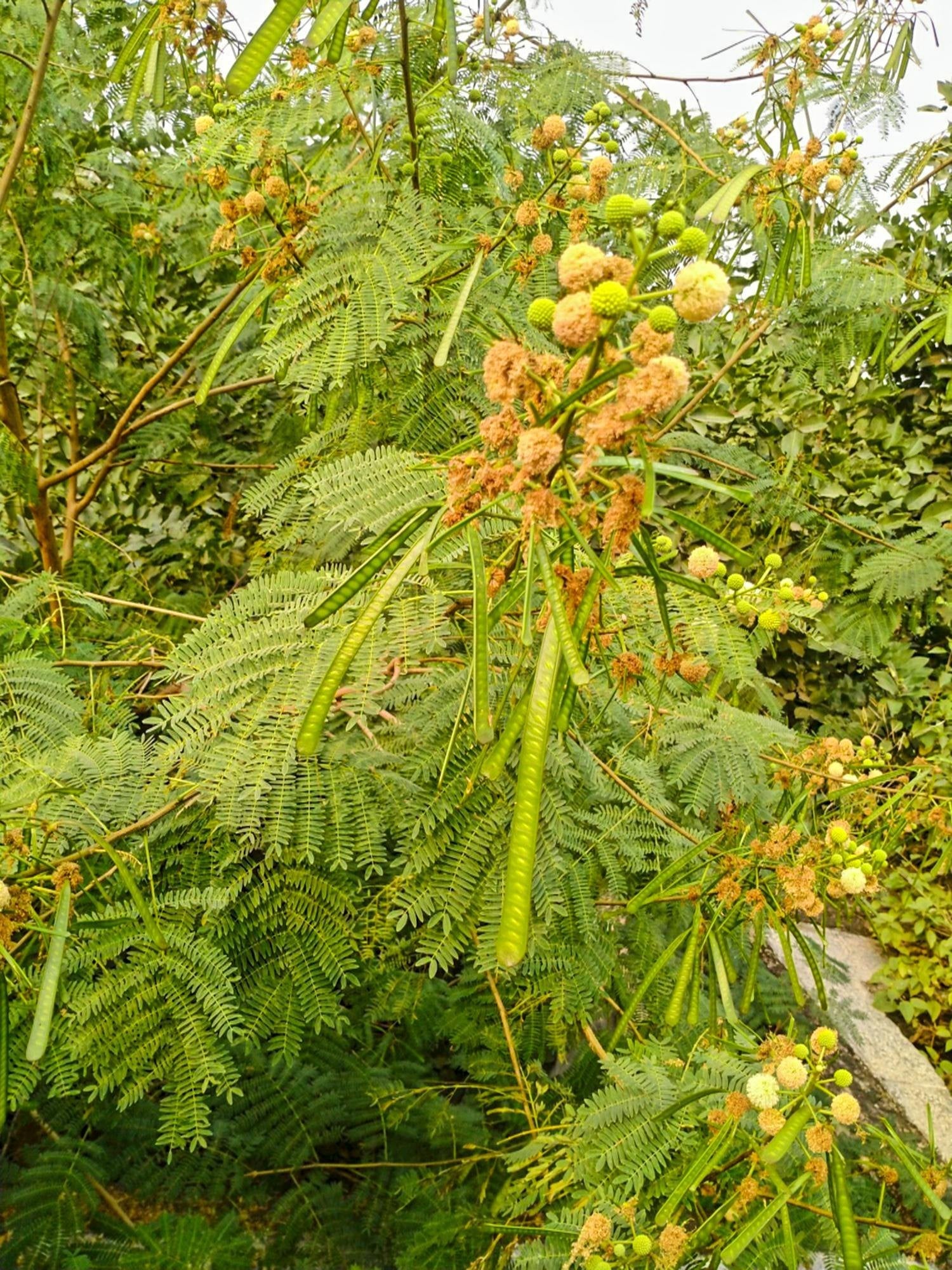 River Tamarind Blumensamen zur Aussaat saisonal Dauerblüher Traditionssorte & ohne Gentechnik Samen Hausgarten