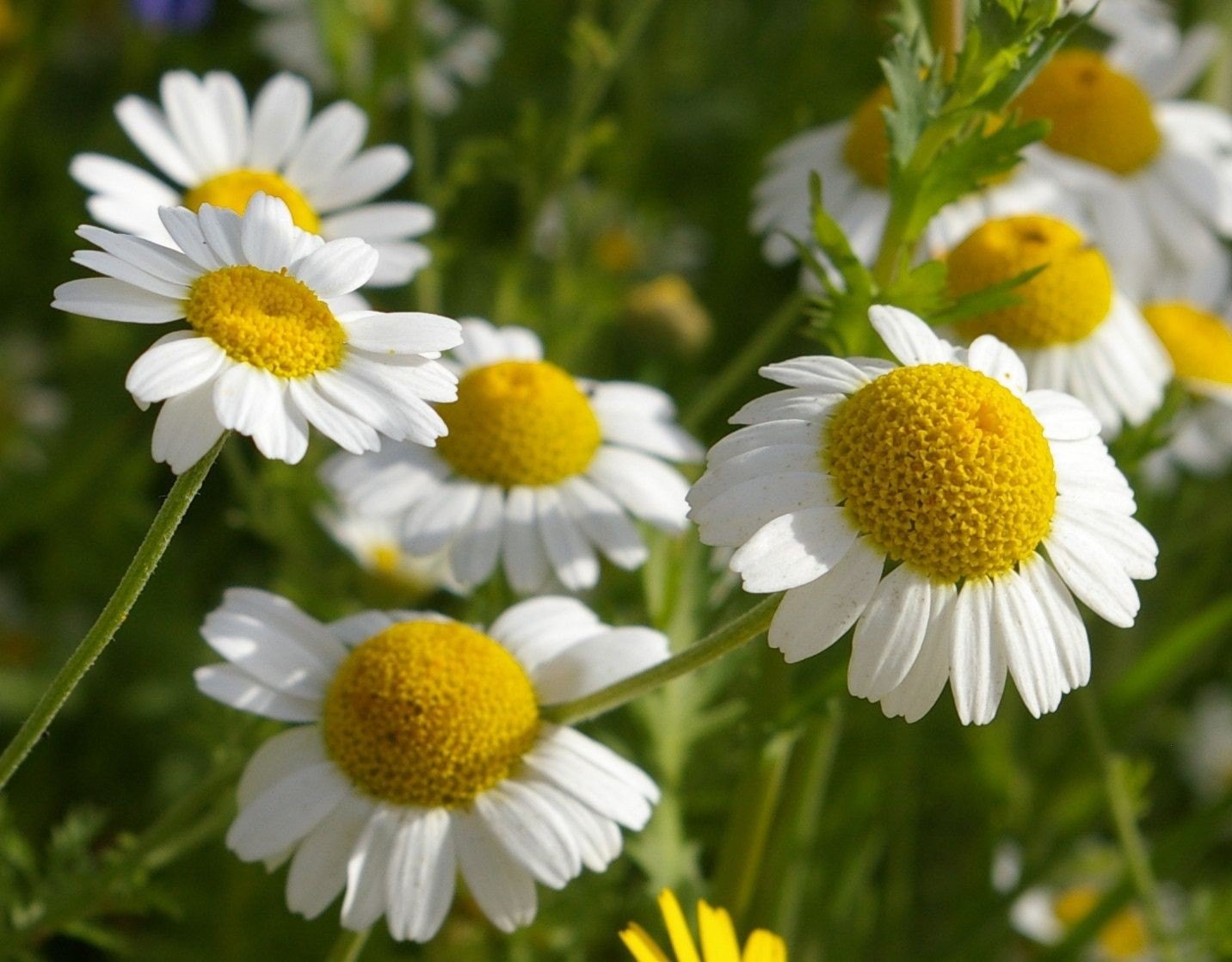 Weiß German duftend Blumensamen zur Aussaat – saisonal Dauerblüher – Traditionssorte & ohne Gentechnik Samen Hausgarten