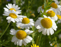 Weiß German duftend Blumensamen zur Aussaat – saisonal Dauerblüher – Traditionssorte & ohne Gentechnik Samen Hausgarten