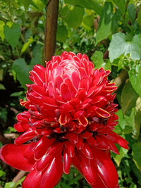 Torch Ginger Blumensamen zur Aussaat duftend Blüten Traditionssorte & ohne Gentechnik Samen Hausgarten