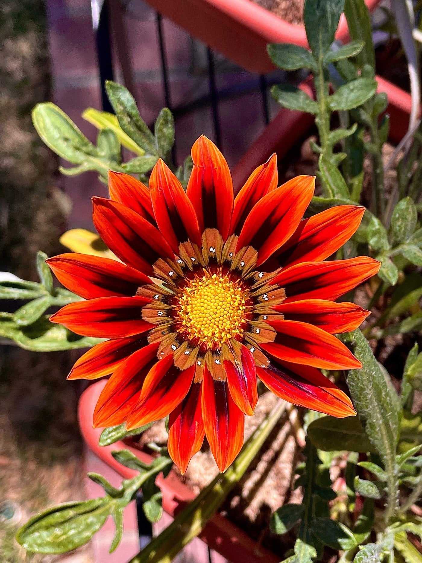 Rot Orange Mittagsgold Blumensamen zur Aussaat – ideal Rabatten – Traditionssorte & ohne Gentechnik Samen Hausgarten
