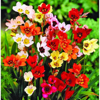 Weiß Sparaxis Tricolor Blumensamen zur Aussaat – pflegeleicht – Traditionssorte & ohne Gentechnik Samen Hausgarten