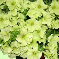 Blau Lime Grün Petunie Blumensamen zur Aussaat – pflegeleicht – Traditionssorte & ohne Gentechnik Samen Hausgarten