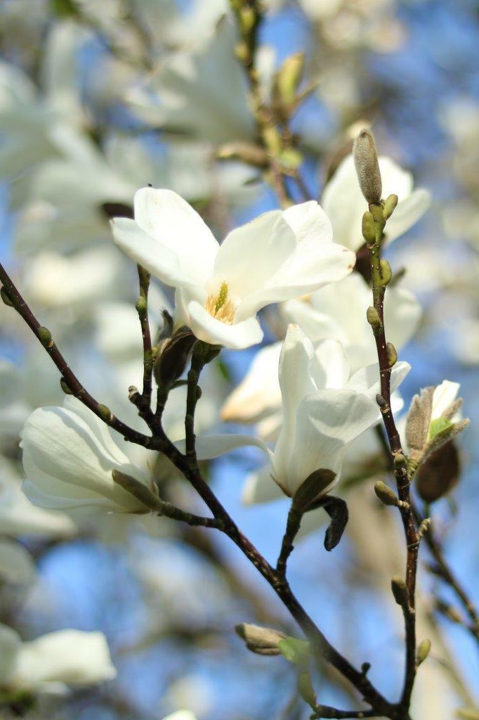 Yulan Magnolia Blume Samen zur Aussaat