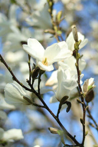 Yulan Magnolia Blume Samen zur Aussaat