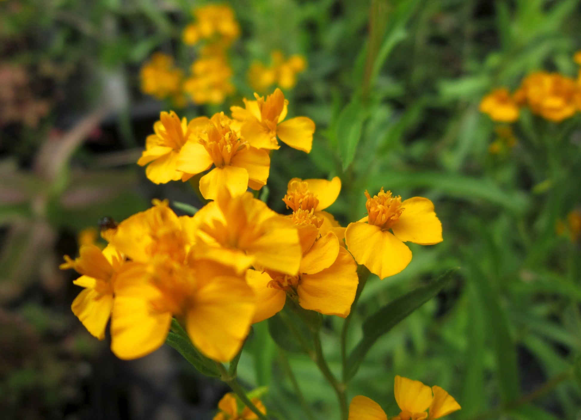 Gelb Mexican Tarragon Blumensamen zur Aussaat – pflegeleicht – Traditionssorte & ohne Gentechnik Samen Hausgarten