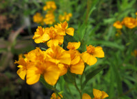 Gelb Mexican Tarragon Blumensamen zur Aussaat – pflegeleicht – Traditionssorte & ohne Gentechnik Samen Hausgarten