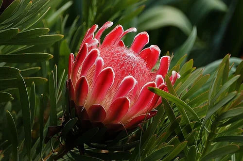 Protea Blume Samen zur Aussaat leuchtend Gärten