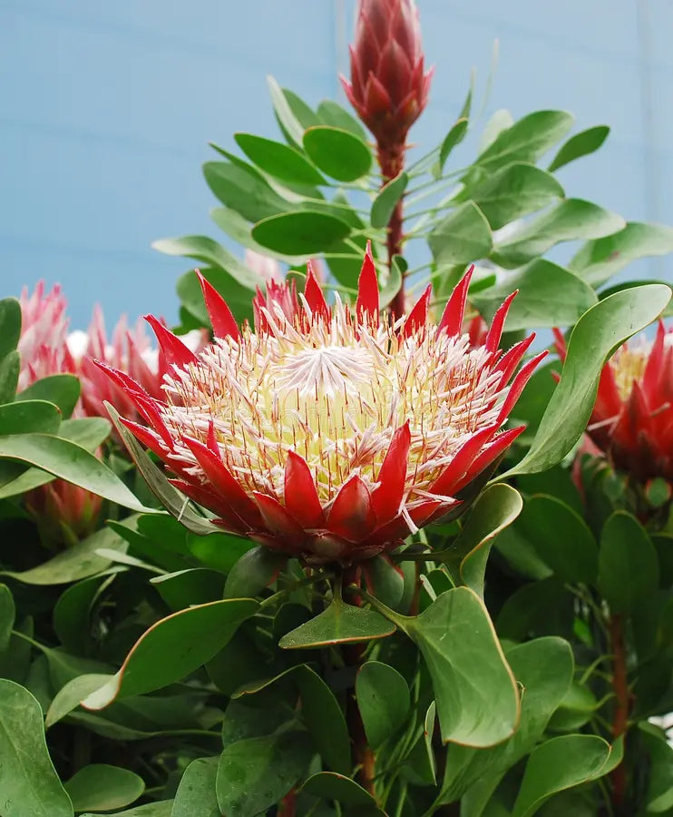Cynaroides Blumensamen zur Aussaat Anzucht Traditionssorte & ohne Gentechnik Samen Hausgarten