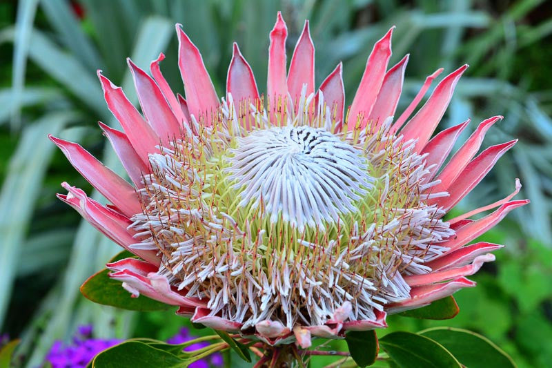 Cynaroides Blumensamen zur Aussaat Anzucht Traditionssorte & ohne Gentechnik Samen Hausgarten