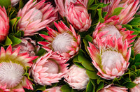 Protea Blume Samen zur Aussaat leuchtend Gärten