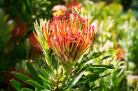 Orange Protea Blumensamen zur Aussaat – Landhaus Garten wichtig – Traditionssorte & ohne Gentechnik Samen Hausgarten
