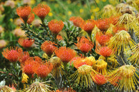 Orange Protea Blumensamen zur Aussaat – Landhaus Garten wichtig – Traditionssorte & ohne Gentechnik Samen Hausgarten