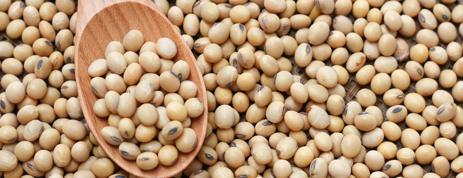Protein rich soybean samen non gmo für aussaat