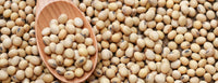 Protein rich soybean samen non gmo für aussaat