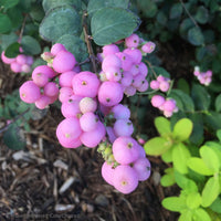 Coralberry Shrub Blumensamen zur Aussaat – saisonal Dauerblüher Traditionssorte & ohne Gentechnik Samen Hausgarten