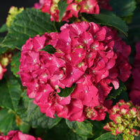 Grün Rot Hortensie Blumensamen zur Aussaat – pflegeleicht – Traditionssorte & ohne Gentechnik Samen Hausgarten