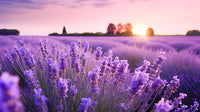 Provence lavender samen for anpflanzung
