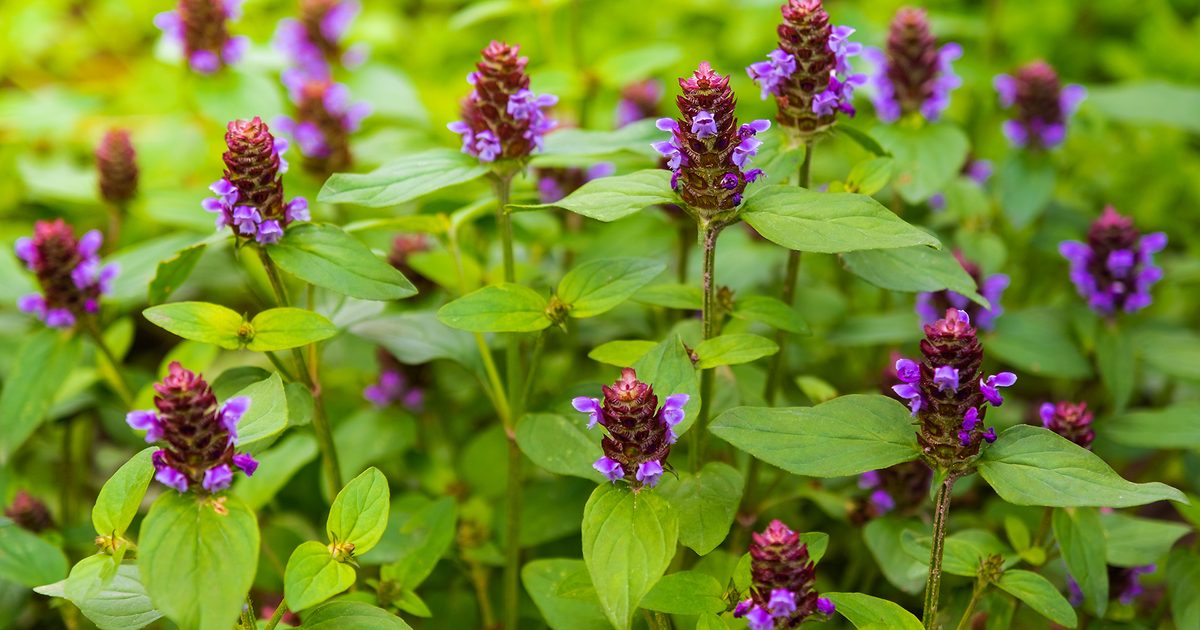 Blooming Prunella vulgaris Kraut with violet-purple Blumen
