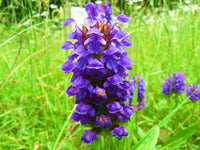 Prunella vulgaris Heal All Samen for Zuhause Kraut Garten