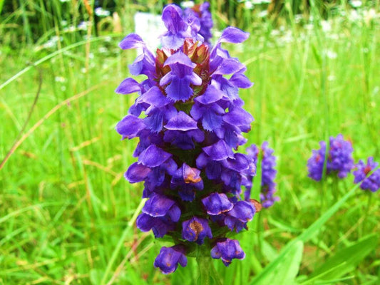 Prunella vulgaris Heal All Samen for Zuhause Kraut Garten