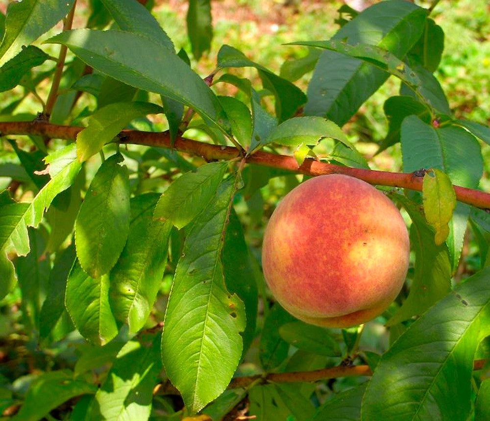 Prunus persica Fruchtsamen für einfaches Anpflanzen