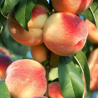 Prunus persica Frucht Samen für einfaches Anpflanzen