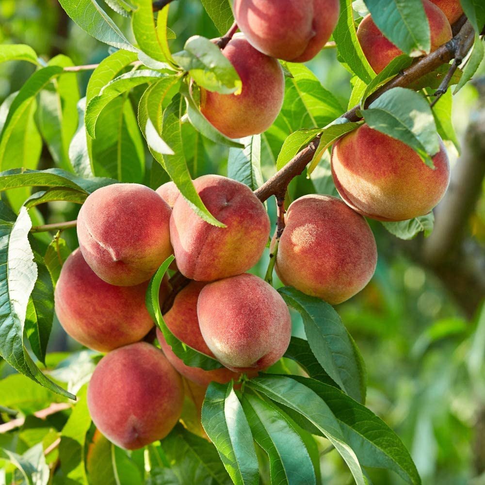 Prunus persica Frucht Samen für einfaches Anpflanzen