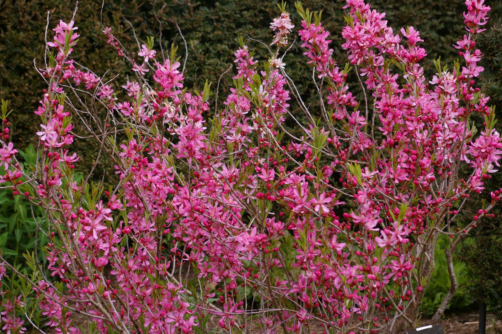 Rosa Rote Zwerg Prunus tenella Samen für einfaches Anpflanzen