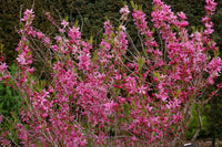 Rosa Rote Zwerg Prunus tenella Samen für einfaches Anpflanzen