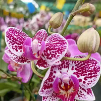 Grün Cattleya Blume Samen zur Aussaat leuchtend Blüten