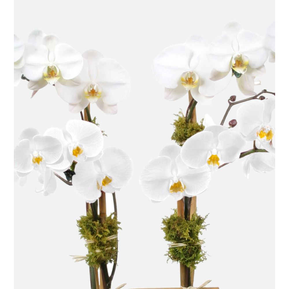 Weiß Schmetterlingsorchidee Orchidee Blumensamen zur Aussaat – Traditionssorte – ohne Gentechnik – Keimung biologisch Garten Samen