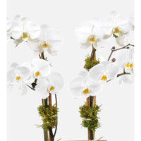 Weiß Schmetterlingsorchidee Orchidee Blumensamen zur Aussaat – Traditionssorte – ohne Gentechnik – Keimung biologisch Garten Samen