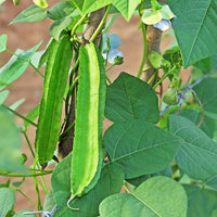 Psophocarpus tetragonolobus climbing vine für trellis