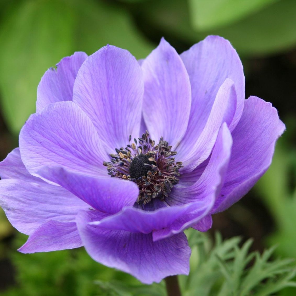 Anemone Blumensamen zur Aussaat Drought verträglich Traditionssorte & ohne Gentechnik Samen Hausgarten