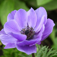 Anemone Blumensamen zur Aussaat Drought verträglich Traditionssorte & ohne Gentechnik Samen Hausgarten