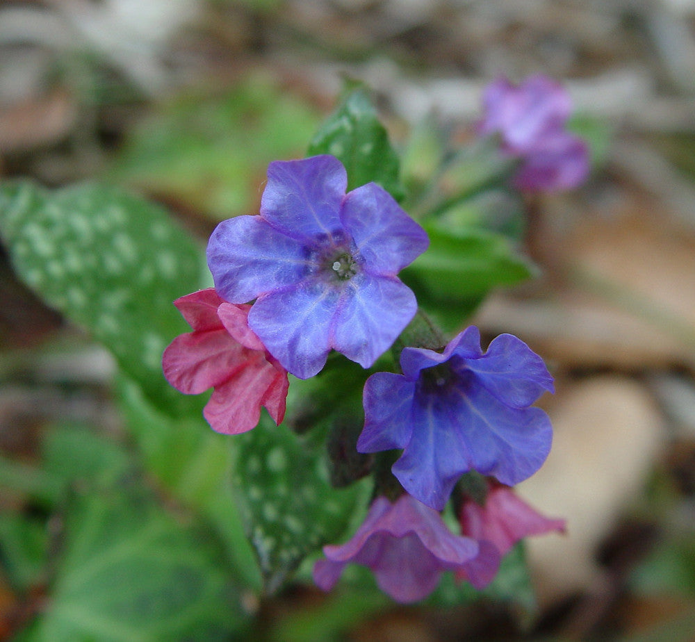 Pulmonaria blume samen for anpflanzung pollinator friendly heirloom & gmo free samen for home garten 
 
 sale samen for home garten anpflanzung