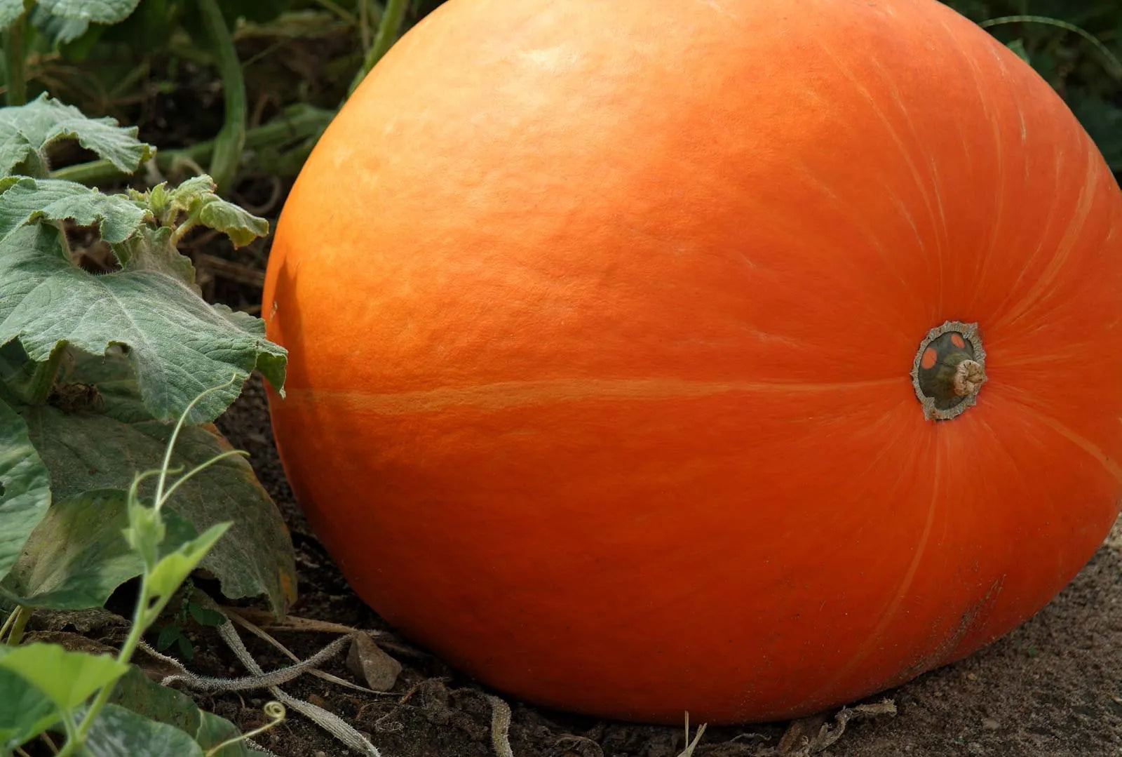 Gemüse Pumpkin Samen Collection für einfache Aussaat