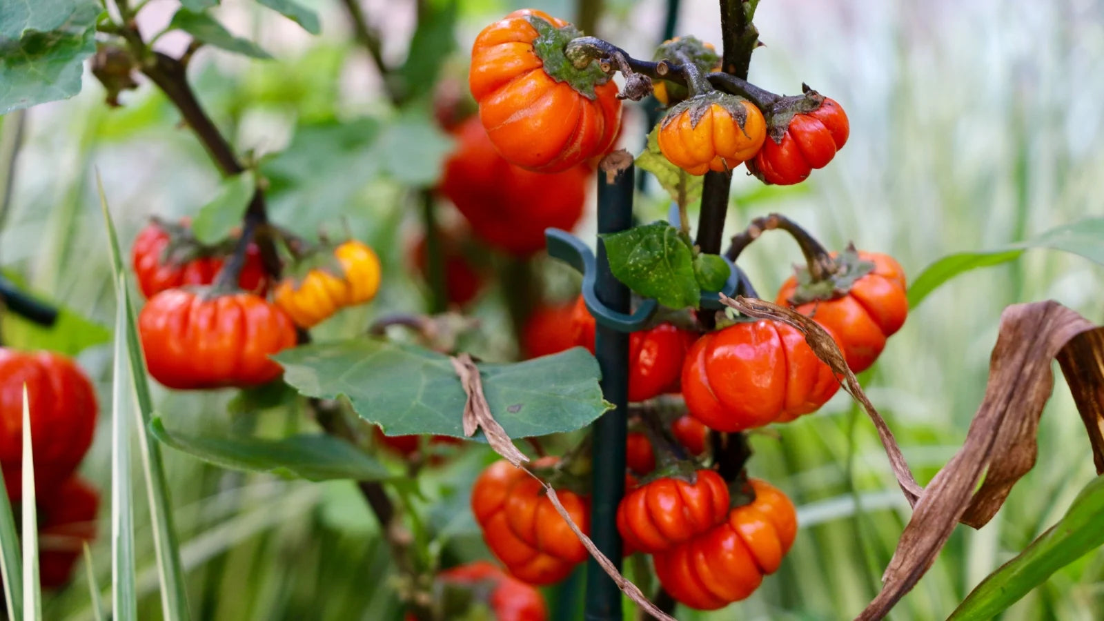 Gelborange Solanum Aethiopicum Gemüsesamen für einfaches Anpflanzen